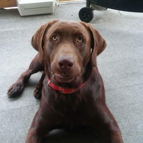 Meet your Posher, Terry - Picture 1 of 1